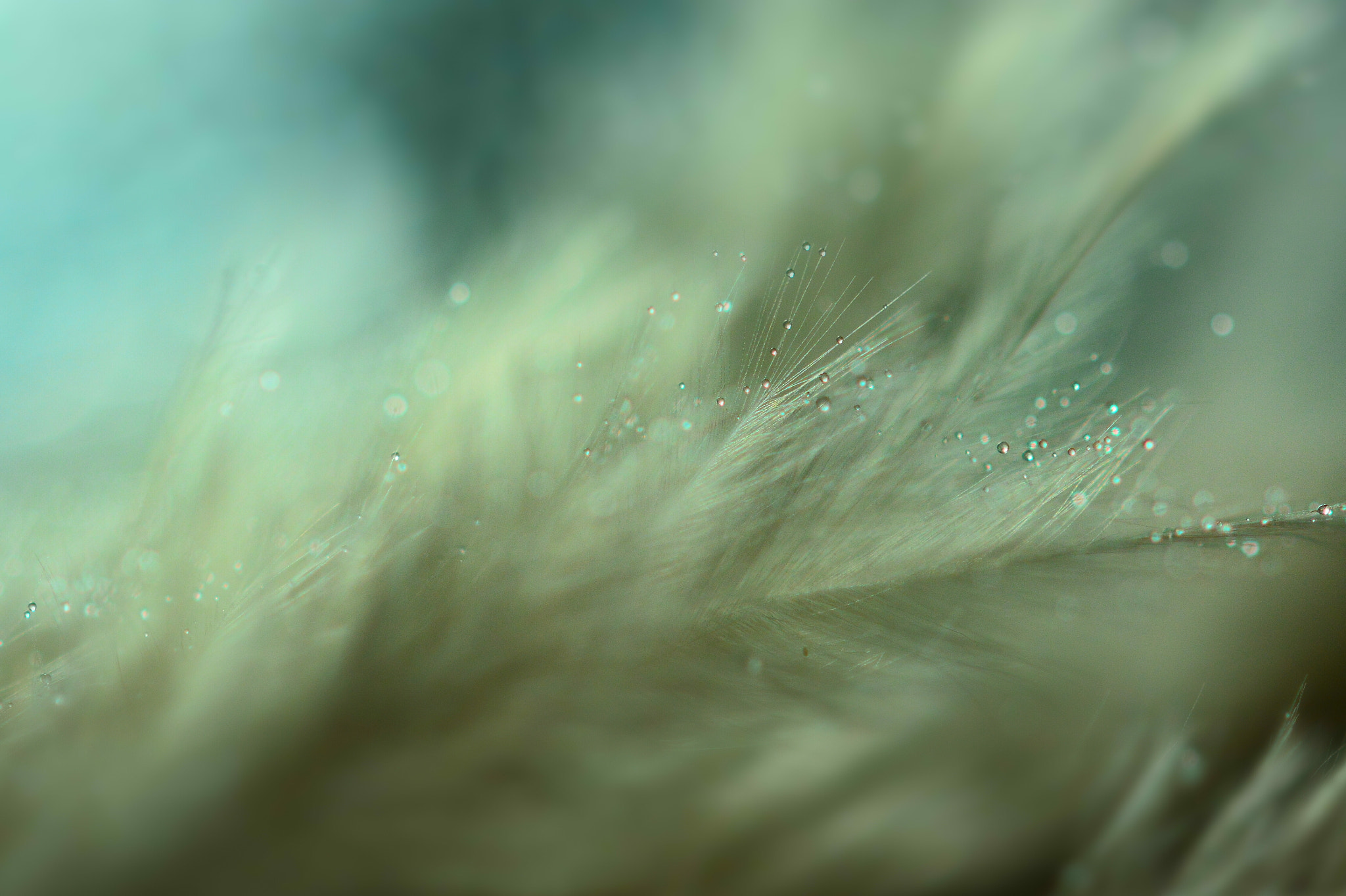 Nikon AF-S Micro-Nikkor 60mm F2.8G ED sample photo. Magical feather photography