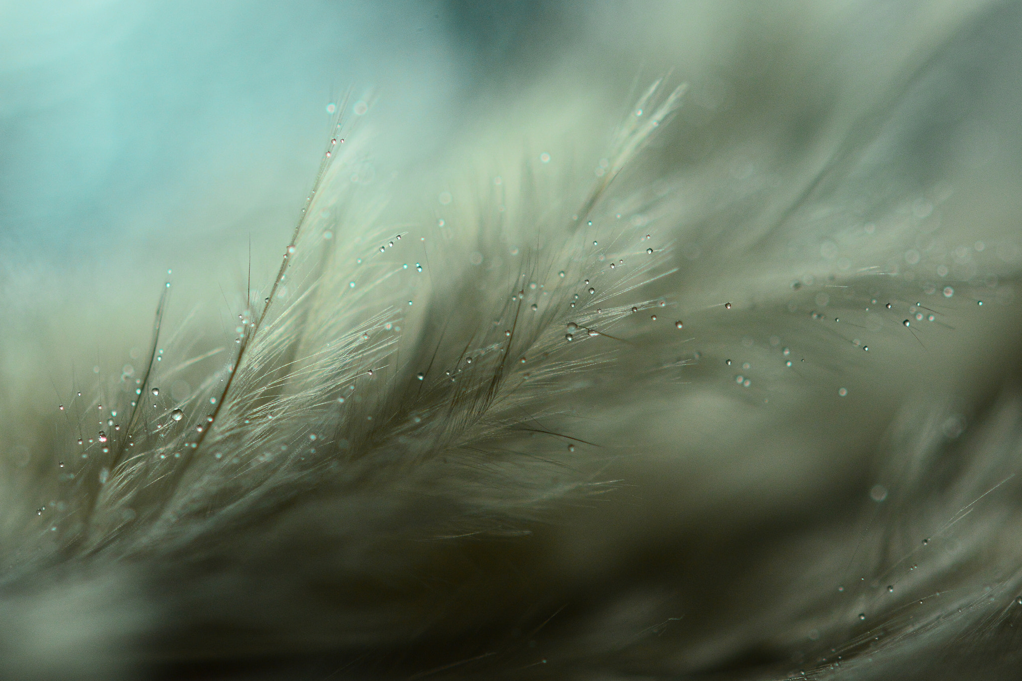Nikon AF-S Micro-Nikkor 60mm F2.8G ED sample photo. Magical feather photography