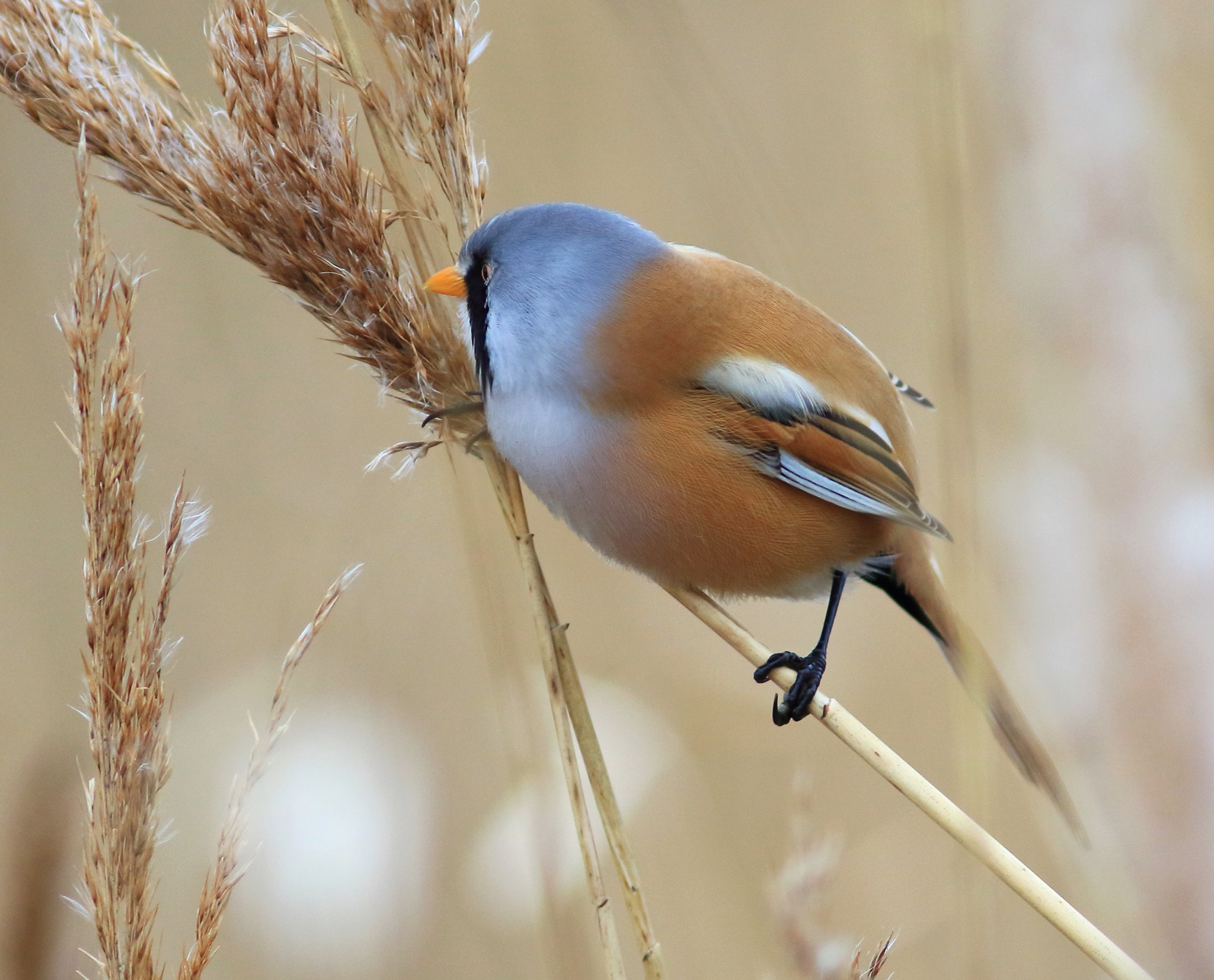 Canon EF 300mm F4L IS USM sample photo. Bearded reedling photography