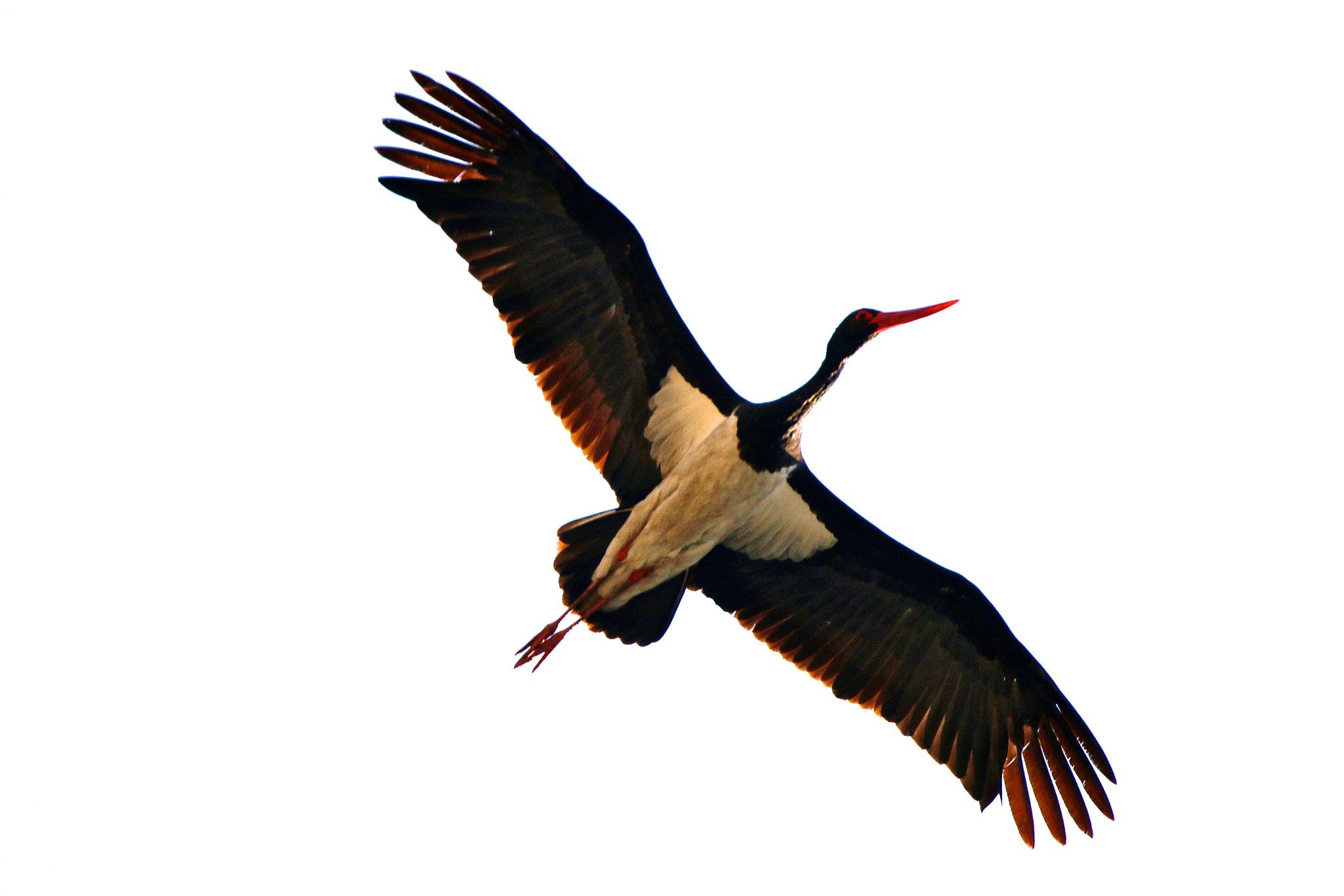 Sigma 150mm f/2.8 EX DG OS HSM APO Macro sample photo. Black stork photography