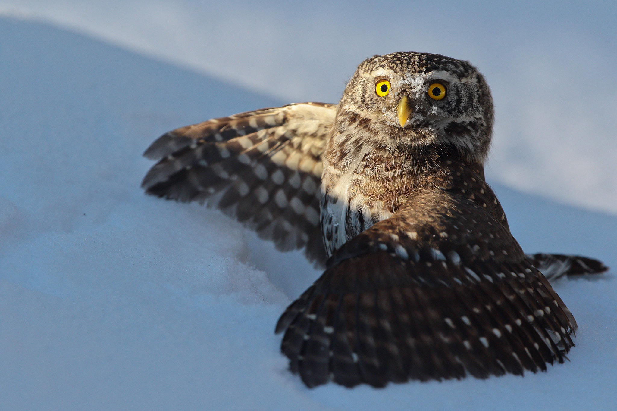 Canon EOS 7D Mark II + Canon EF 300mm F2.8L IS II USM sample photo. Pygmy owl is hunting  mouse in the snow photography