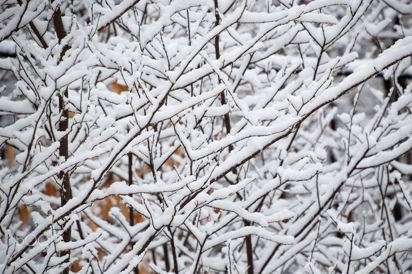 Nikon D3200 sample photo. Closeup background of snow laden branches photography