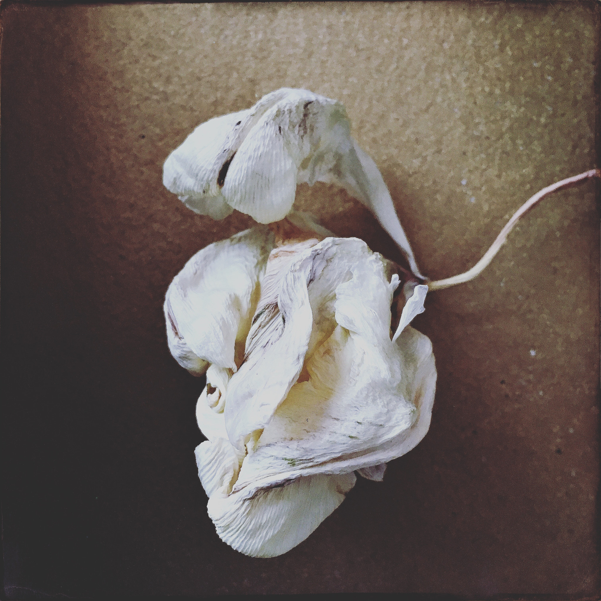 Hipstamatic 331 sample photo. Tulip photography