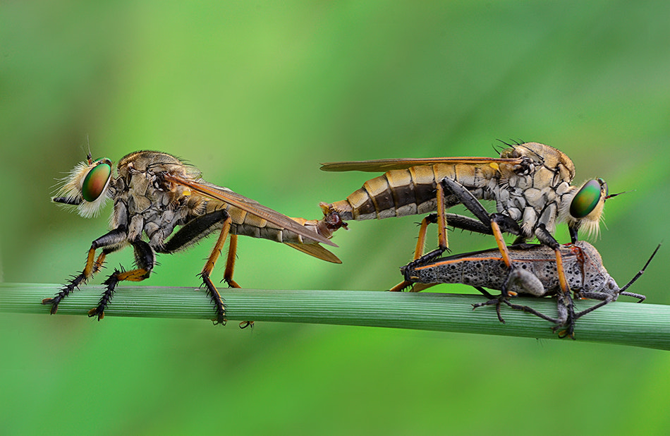 Nikon D7000 + Sigma 150mm F2.8 EX DG Macro HSM sample photo