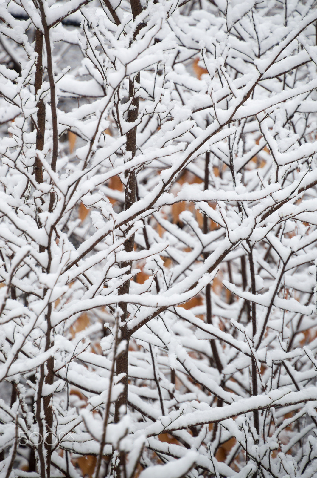 Nikon D3200 sample photo. Closeup background of snow laden branches photography