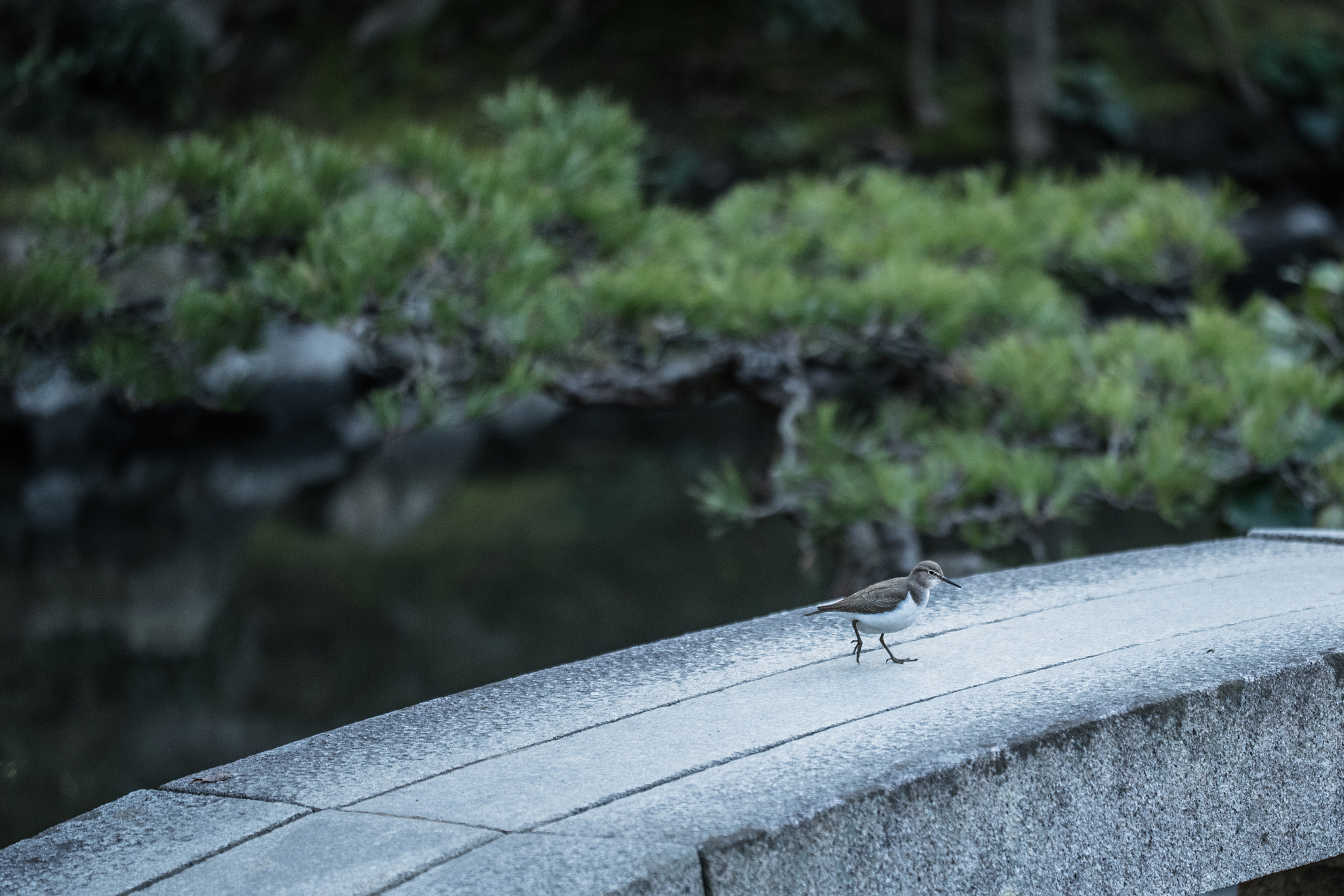 Sigma 150mm F2.8 EX DG OS Macro HSM sample photo. Bird photography