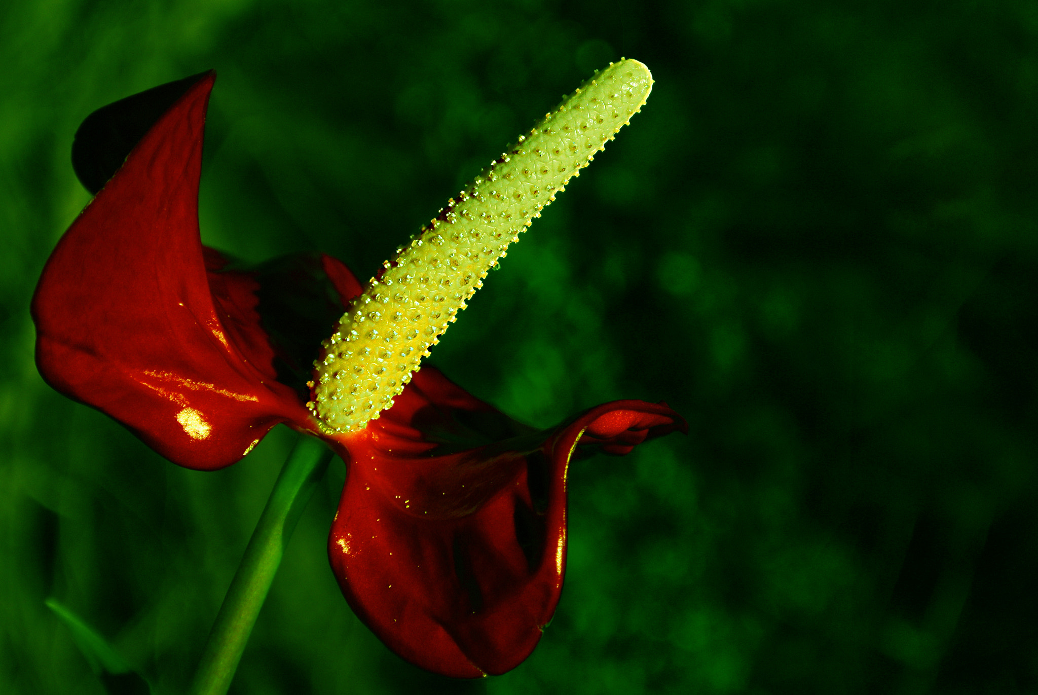 Nikon 1 V1 sample photo. Flower photography
