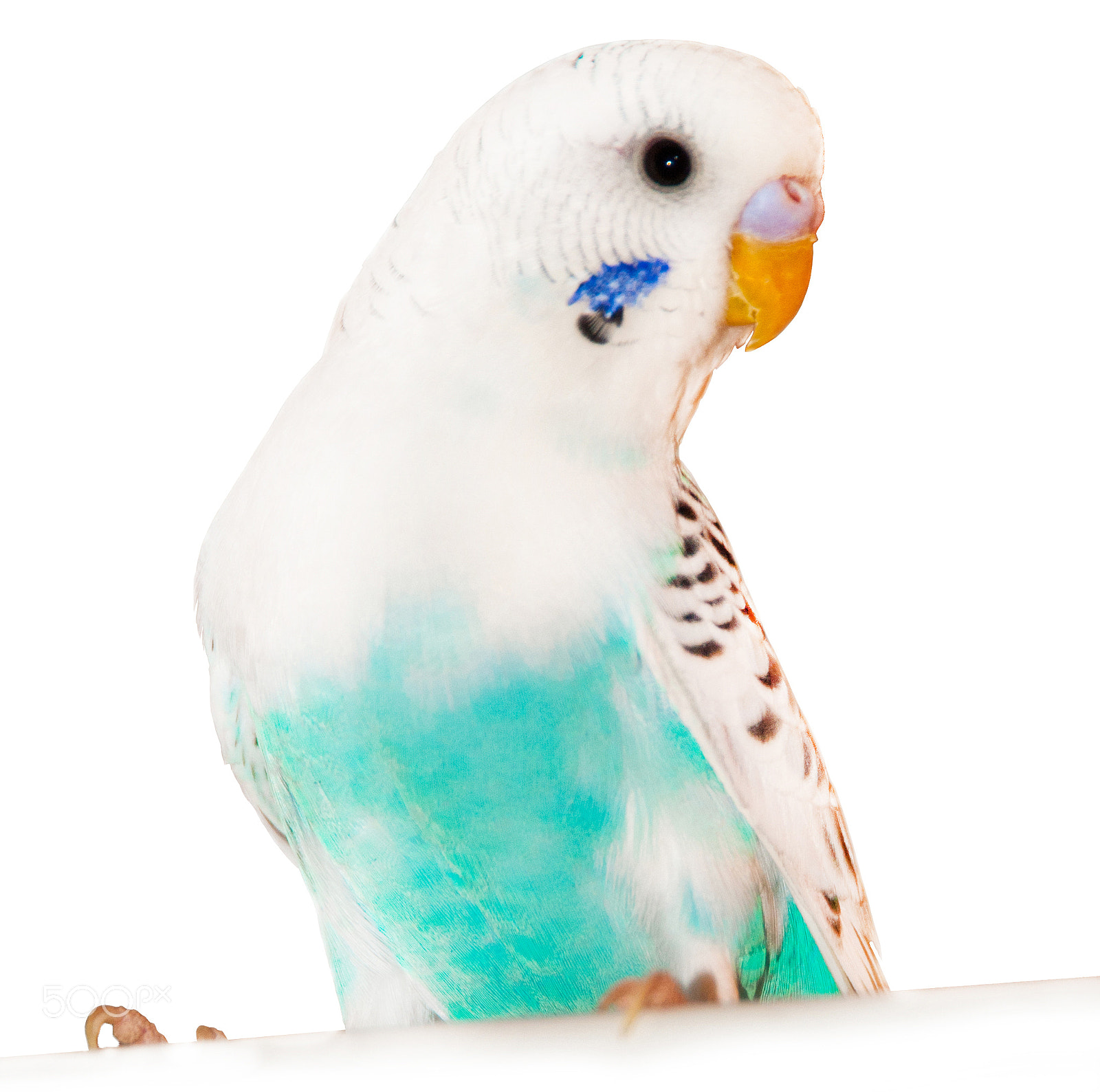 Nikon D3000 sample photo. Parrot photography