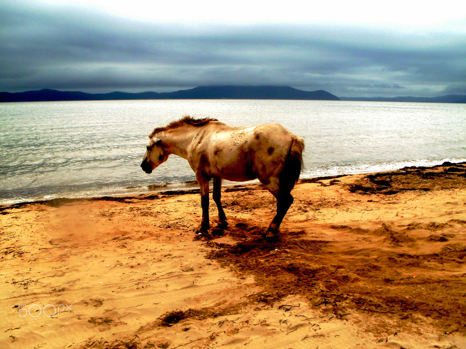 Olympus FE47,X43 sample photo. Horse photography