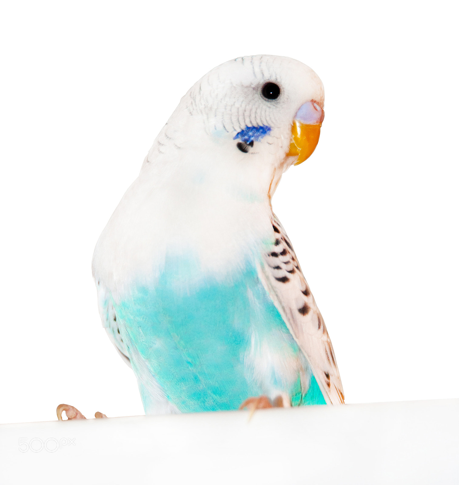 Nikon D3000 sample photo. Parrot photography