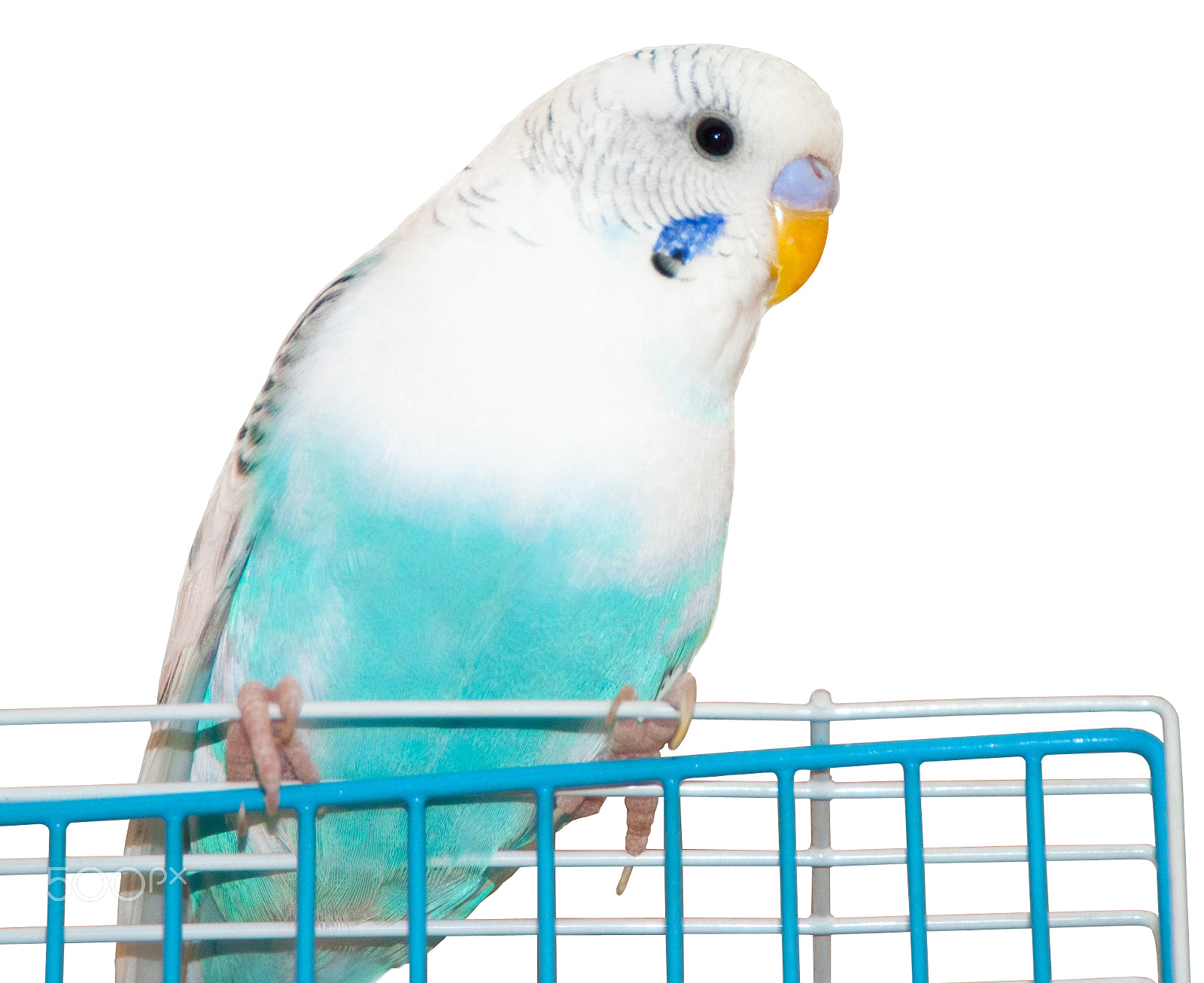 Nikon D3000 sample photo. Wavy parrot photography
