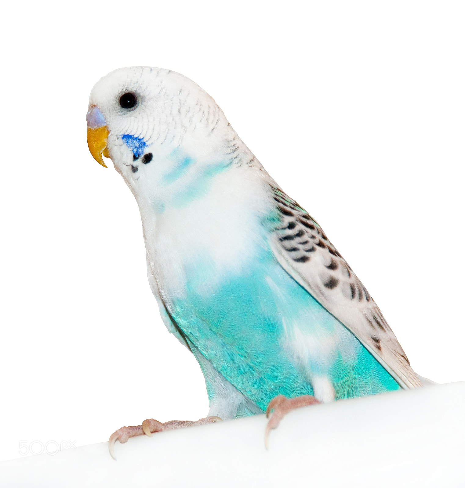 Nikon D3000 sample photo. Parrot photography