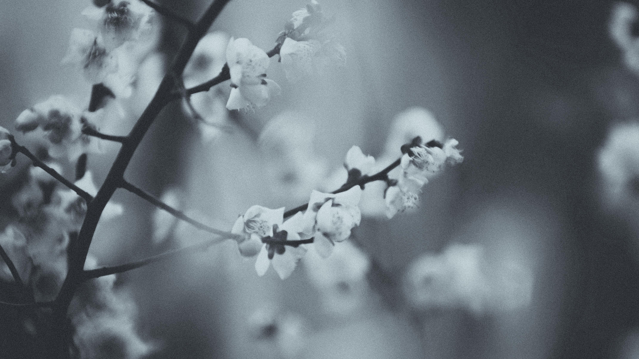 AF-S Zoom-Nikkor 80-200mm f/2.8D IF-ED sample photo. Plum flower photography
