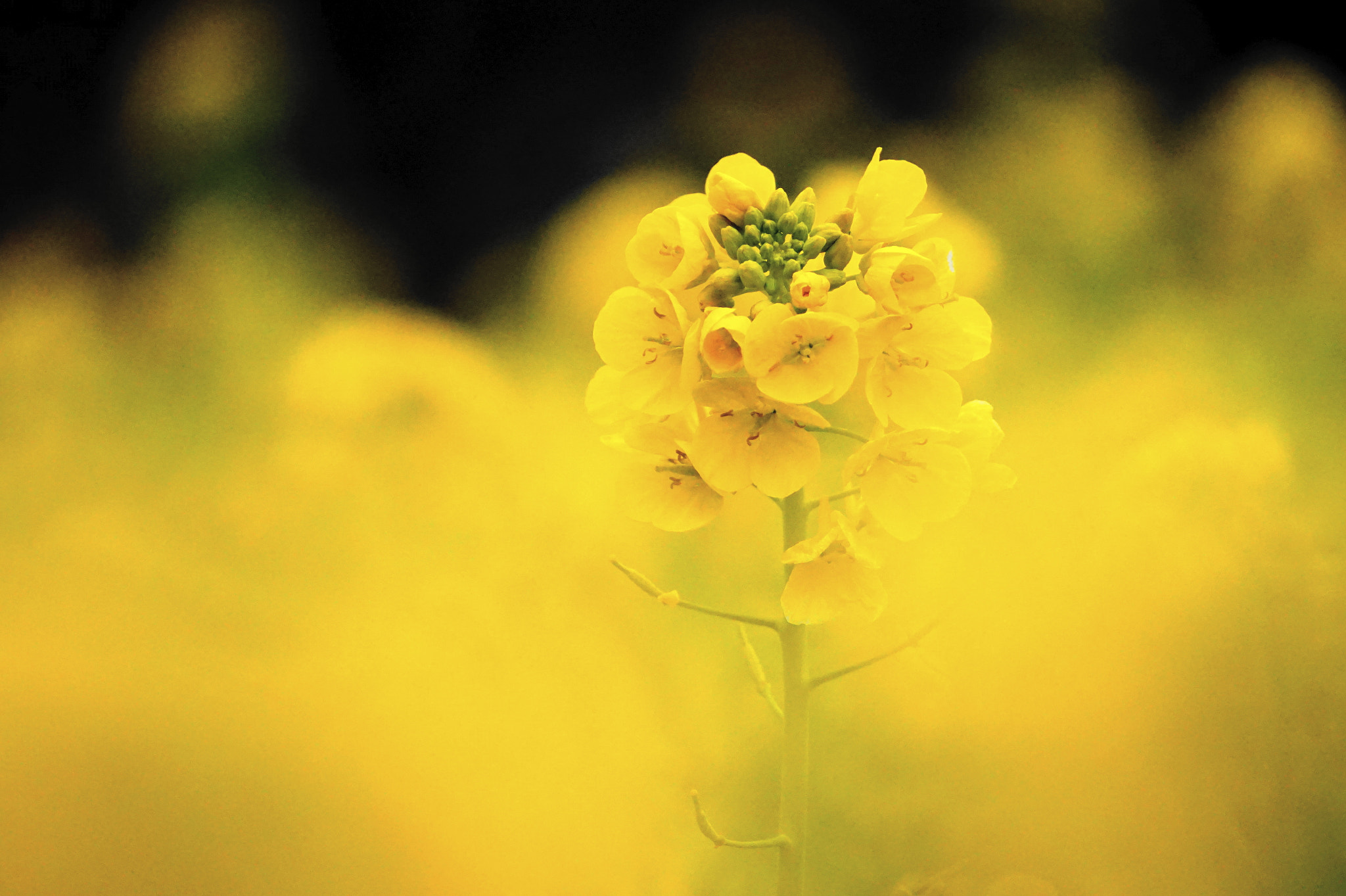 Sony E 55-210mm F4.5-6.3 OSS sample photo. 菜の花。 photography