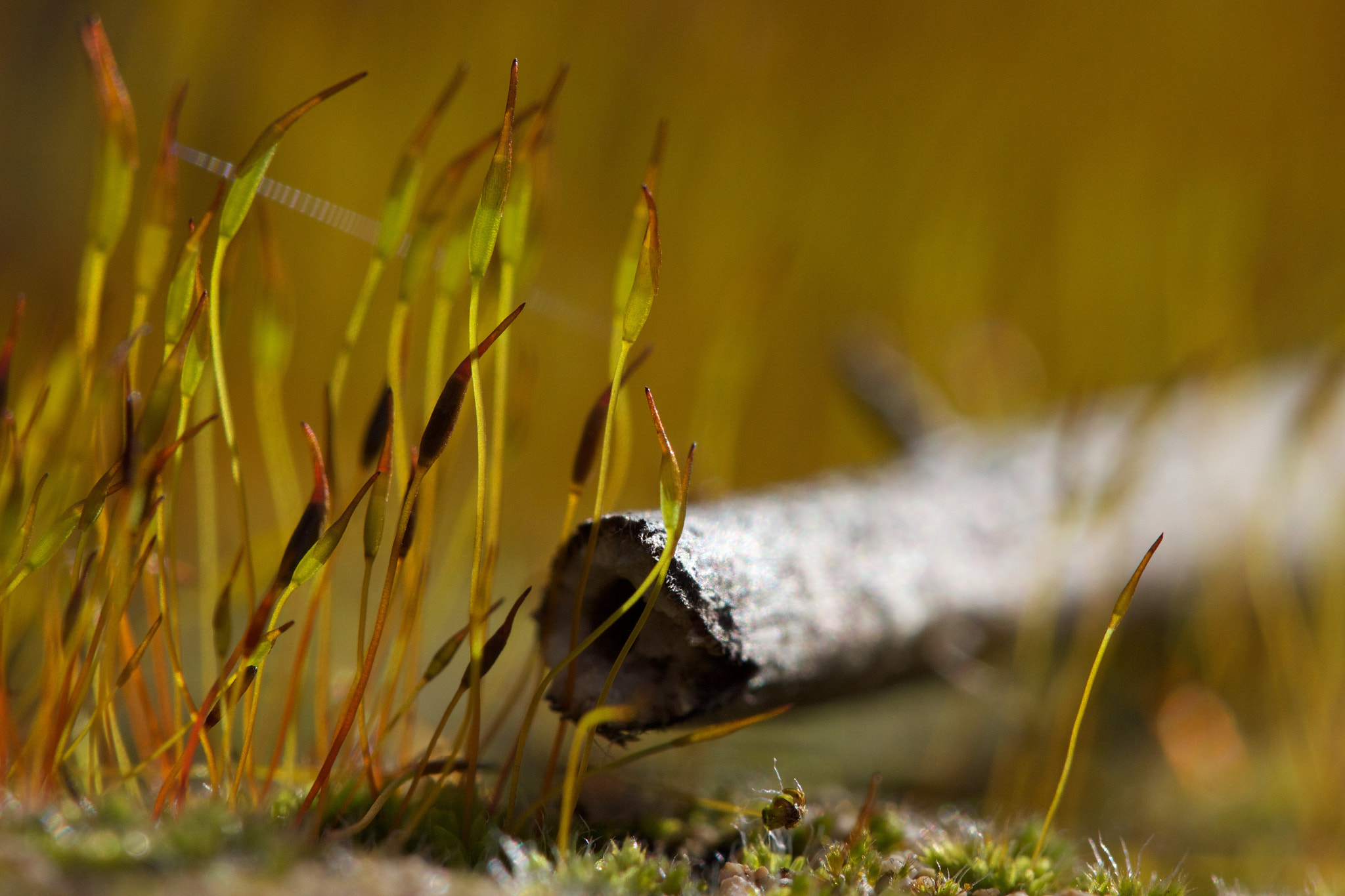 Canon EF 100mm F2.8 Macro USM sample photo. Musgo photography