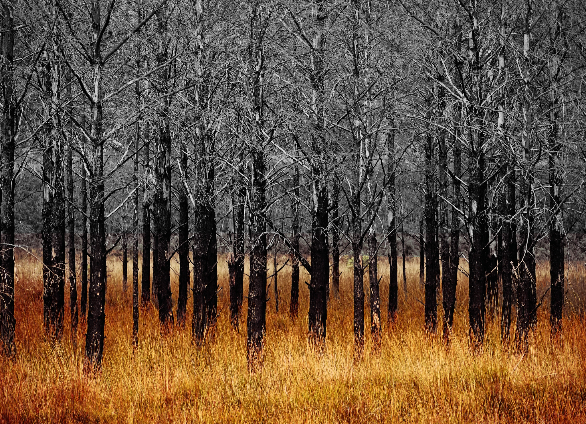 Panasonic Lumix G Vario 45-200mm F4-5.6 OIS sample photo. Forest fire photography
