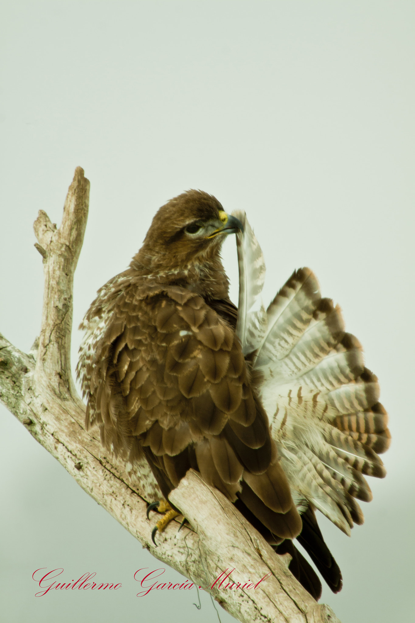 Canon EF 100-400mm F4.5-5.6L IS USM sample photo. Ratonero photography