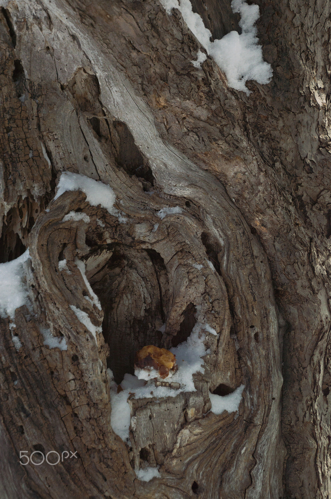 Nikon D3200 sample photo. Dead apple tree limb hollow hole with apple photography