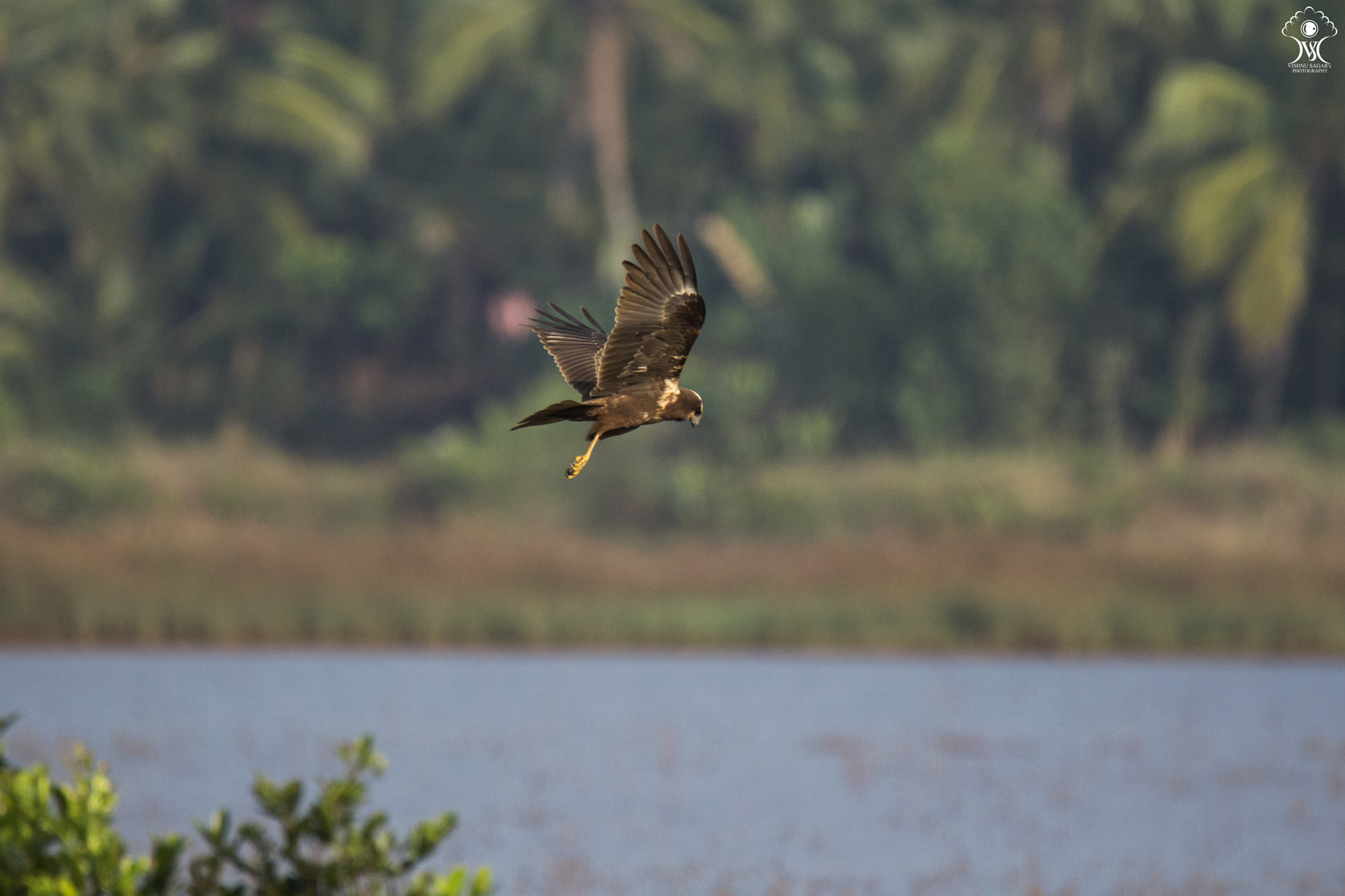 Tamron SP 150-600mm F5-6.3 Di VC USD sample photo. Hovering ! photography