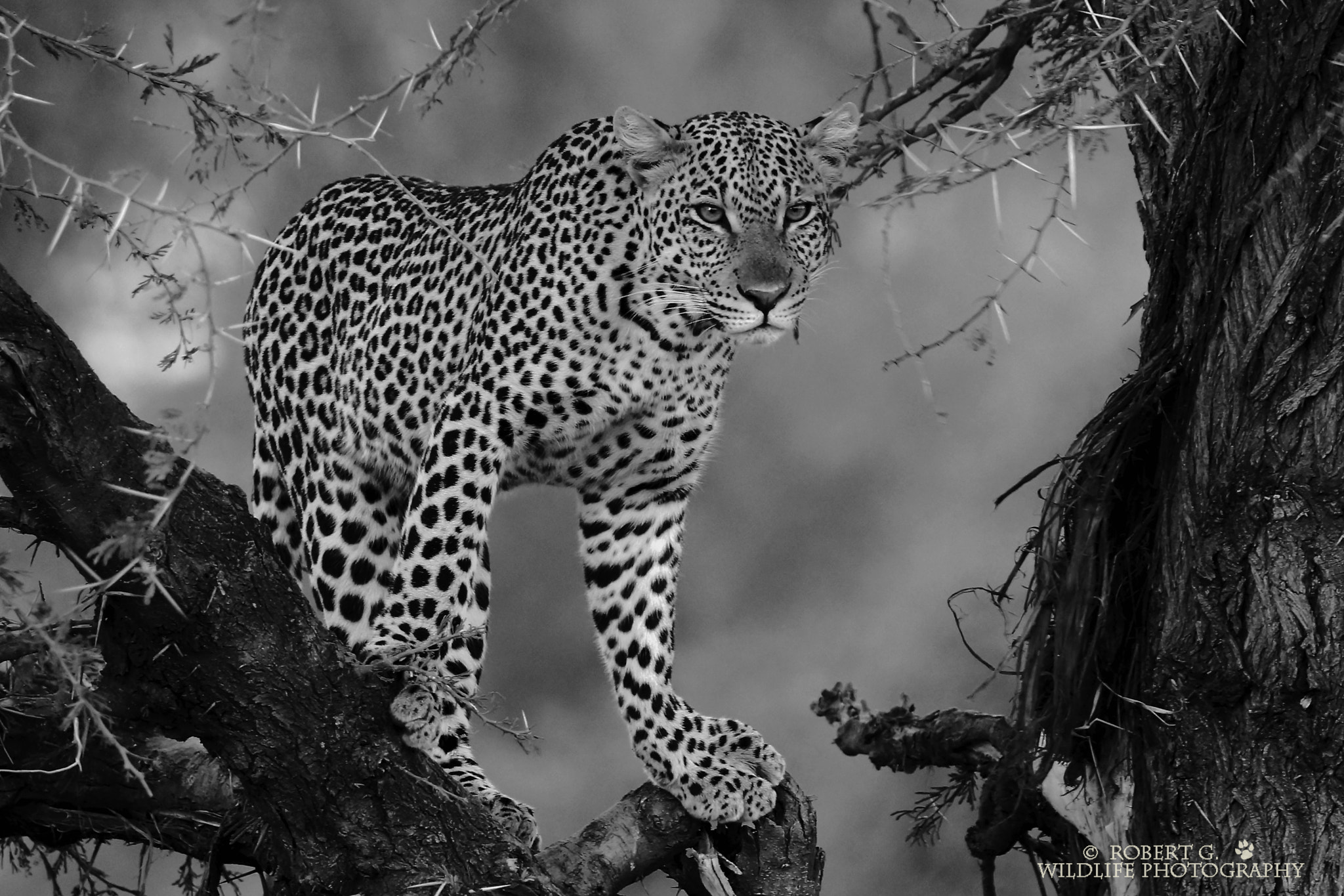 Sony SLT-A77 sample photo. Leopard on the tree     black and white serie photography