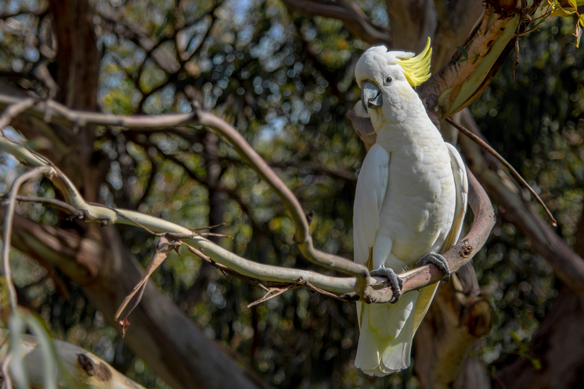 Nikon AF-S Nikkor 24-120mm F4G ED VR sample photo. Sulphur-crested cockatoo photography