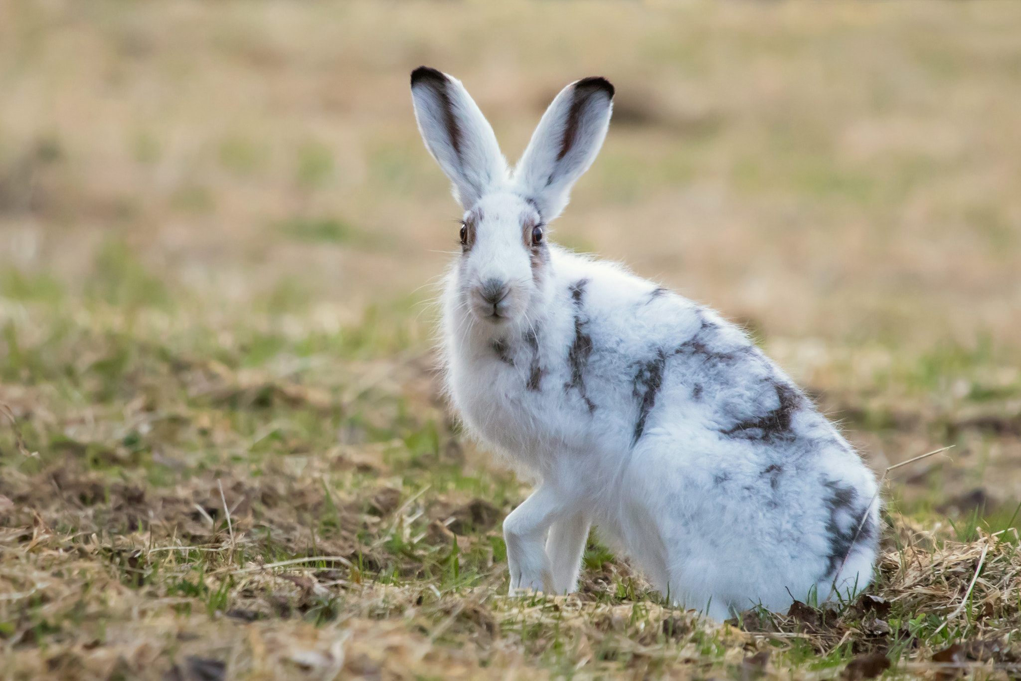 Canon EF 100-400mm F4.5-5.6L IS USM sample photo. Mountain hare photography