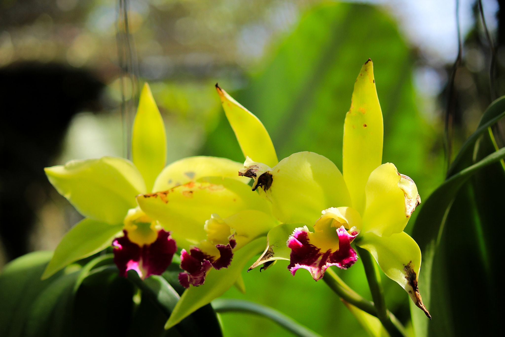 Canon EOS 550D (EOS Rebel T2i / EOS Kiss X4) sample photo. Green orchids photography