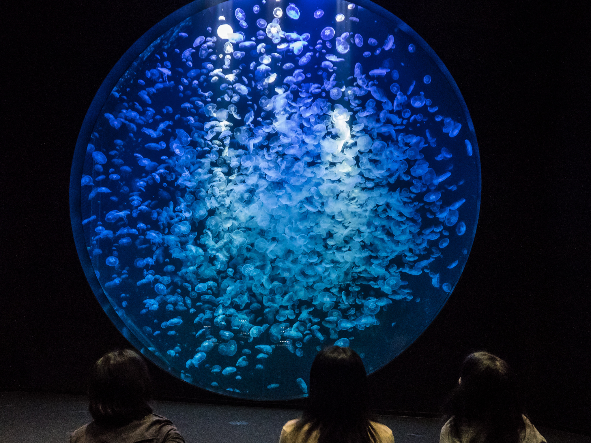 Olympus OM-D E-M1 sample photo. Jellyfish aquarium photography