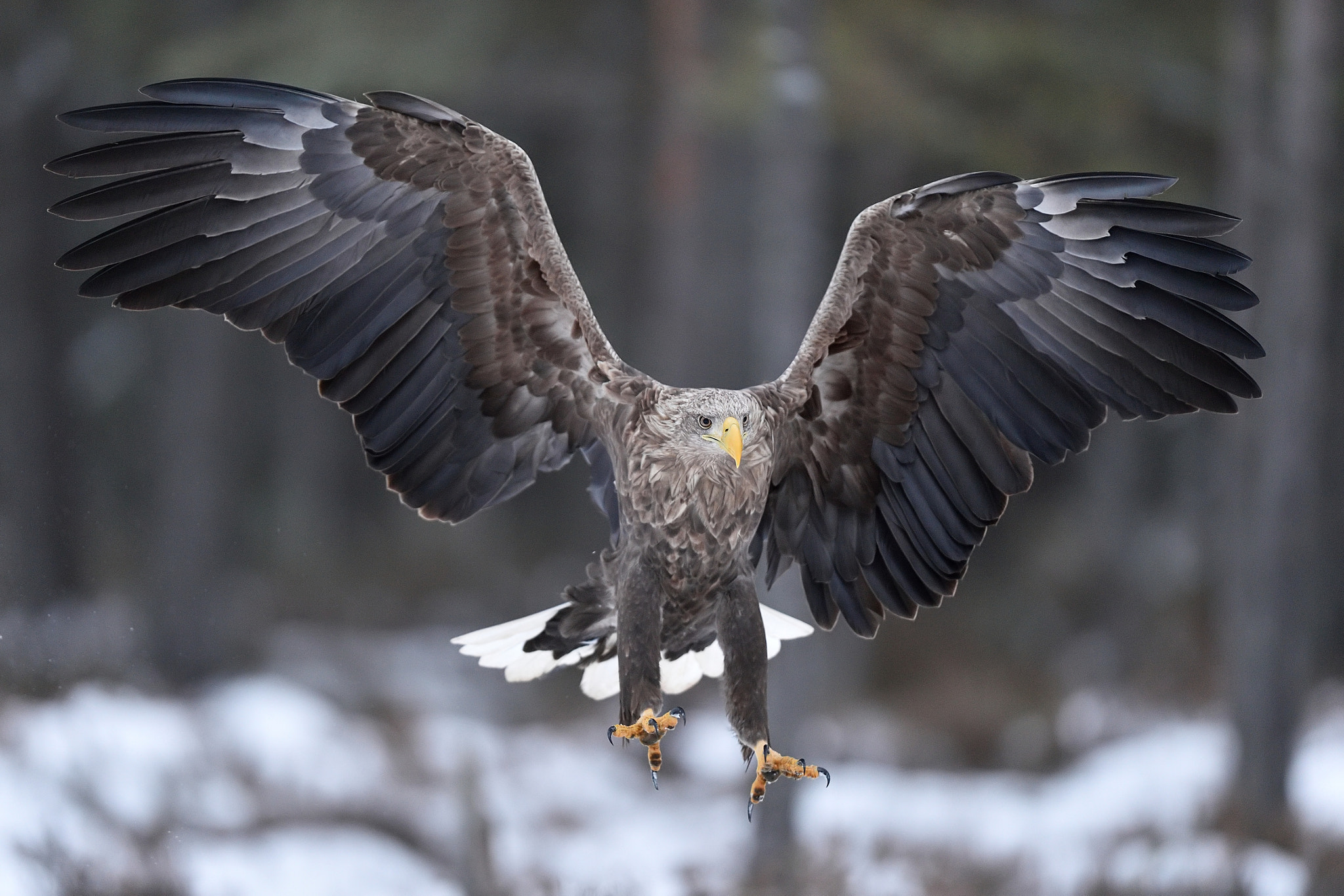 Nikon AF-S Nikkor 400mm F2.8G ED VR II sample photo. Here i come! photography