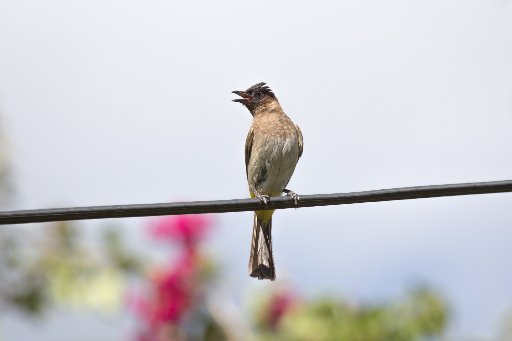 Canon EF 100-400mm F4.5-5.6L IS USM sample photo. () photography