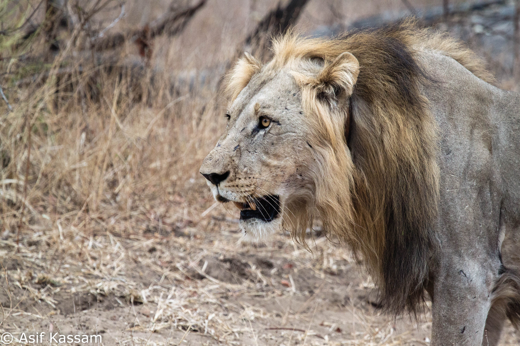 Canon EF 100-400mm F4.5-5.6L IS USM sample photo. Img photography