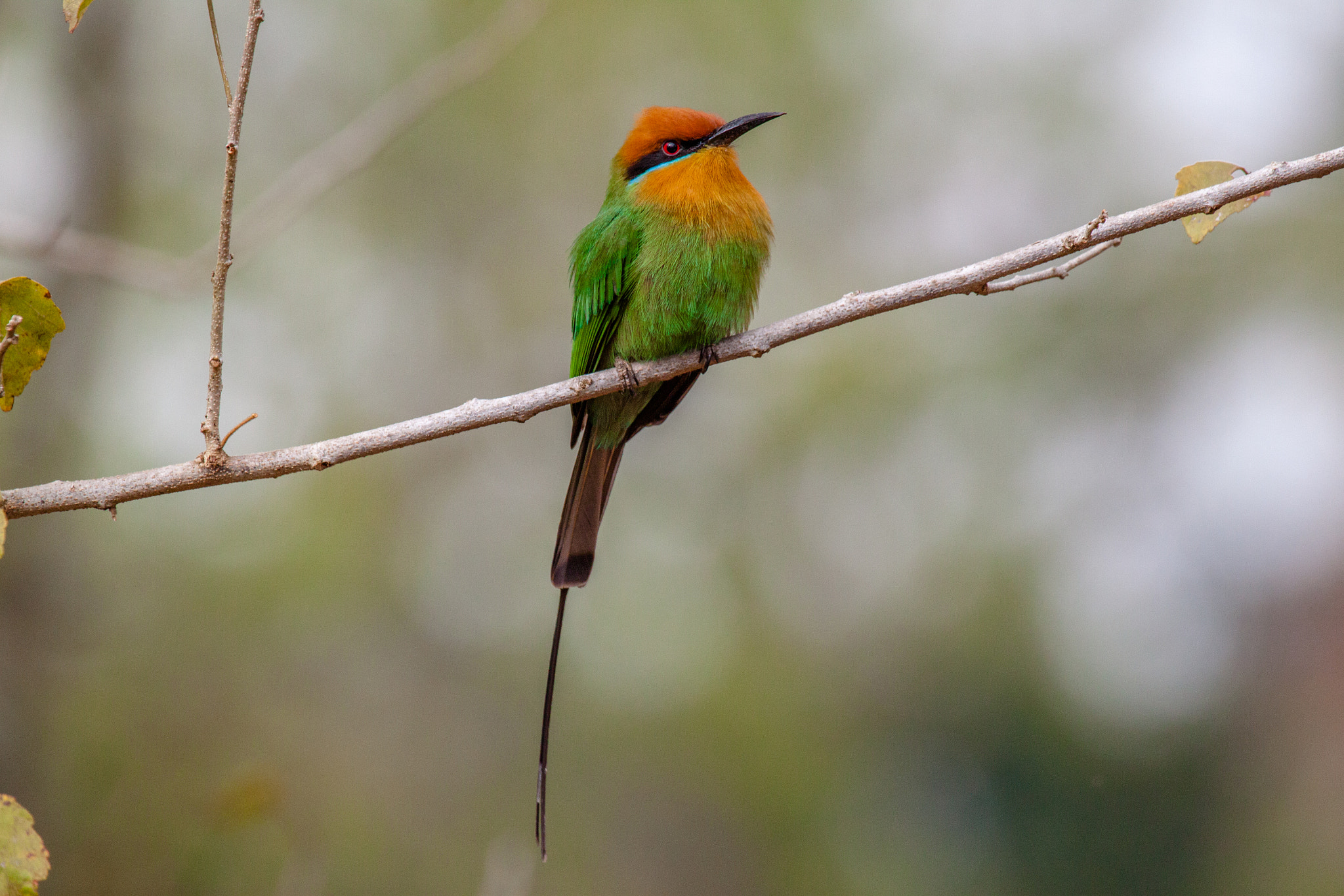 Canon EOS 500D (EOS Rebel T1i / EOS Kiss X3) + Canon EF 100-400mm F4.5-5.6L IS USM sample photo. Bohm's bee-eater (merops boehmi) photography