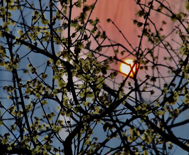 Canon EOS 700D (EOS Rebel T5i / EOS Kiss X7i) + Canon EF 28-200mm F3.5-5.6 USM sample photo. Plum blossom and sunset photography