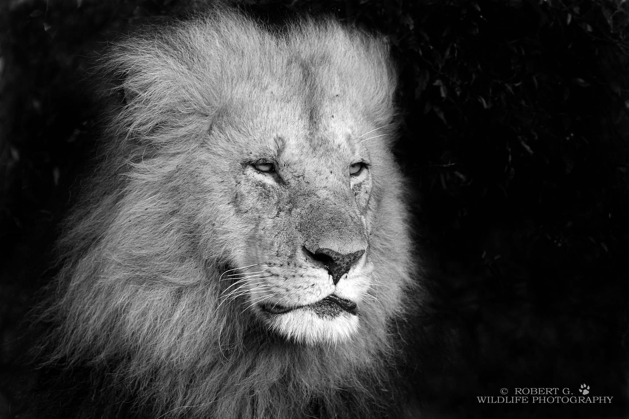 Minolta/Sony AF 70-200mm F2.8 G sample photo. Lion in the bush   black and white serie photography