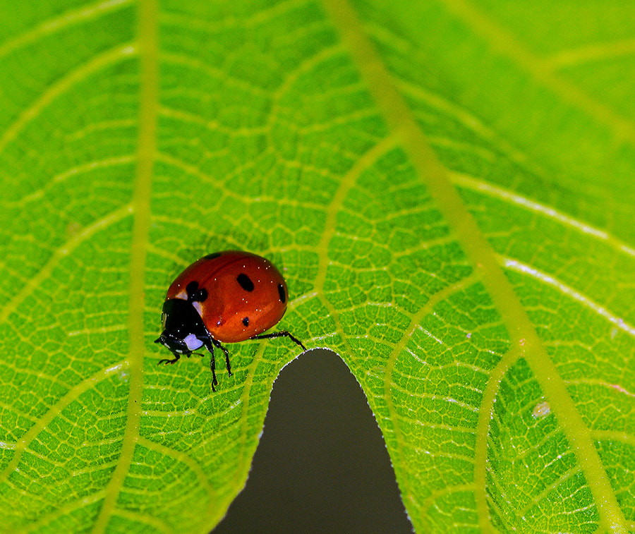 Pentax K20D sample photo. Ladybug photography