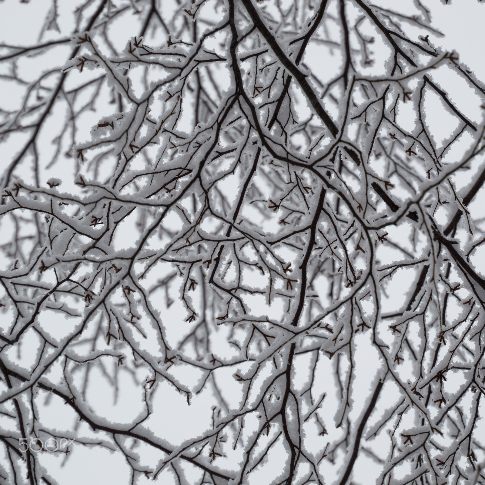Nikon D3200 sample photo. Abstract closeup of snow laden birch branches looking up photography