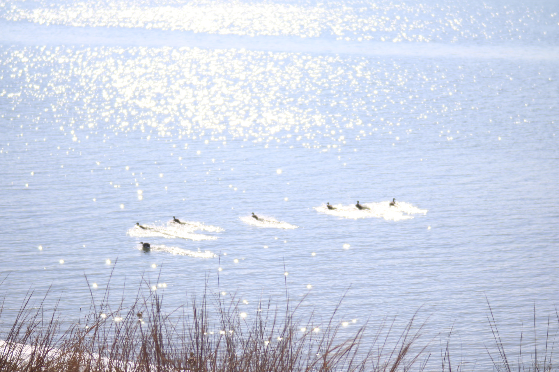 Canon EF 35-80mm f/4-5.6 sample photo