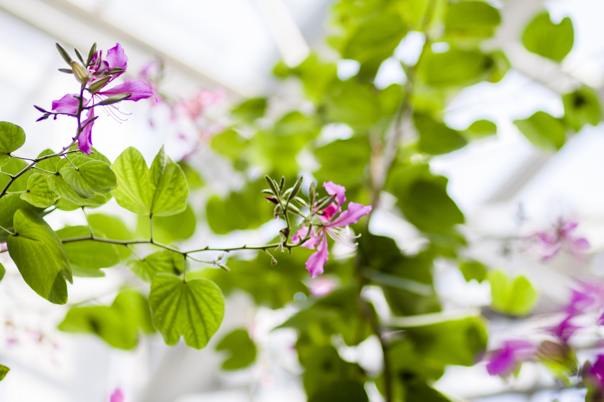 Canon EOS 50D + Canon EF 85mm F1.8 USM sample photo. Bauhinia photography