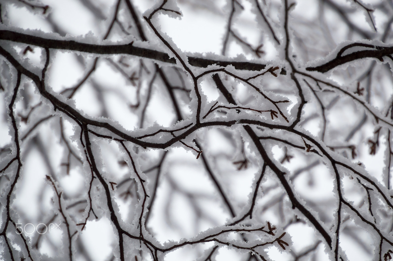 Nikon D3200 sample photo. Abstract of snow laden birch branches looking up closeup photography