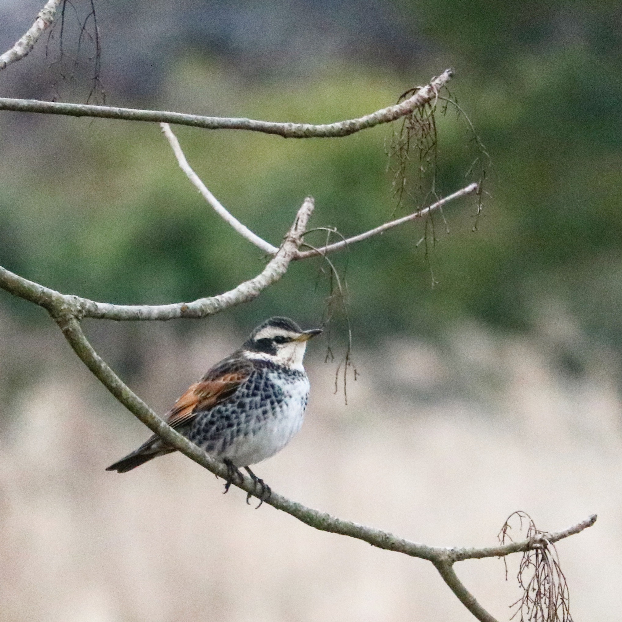 Canon EOS 750D (EOS Rebel T6i / EOS Kiss X8i) + Canon EF-S 55-250mm F4-5.6 IS STM sample photo. Thrush photography