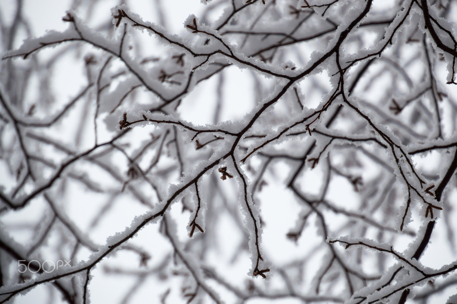 Nikon D3200 sample photo. Abstract of snow laden birch branches looking up closeup photography