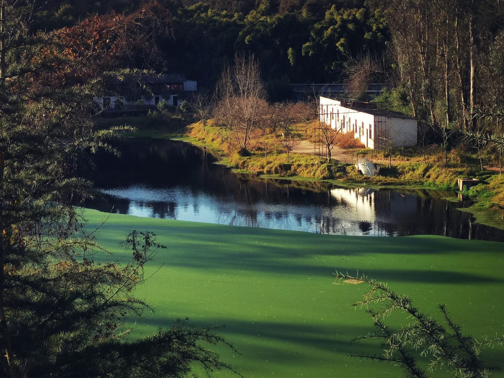 Xiaomi Mi-4c sample photo
