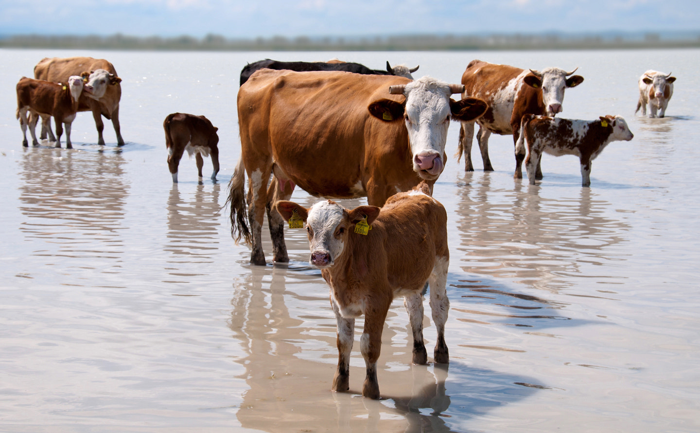 Nikon D300 sample photo. Cattle photography