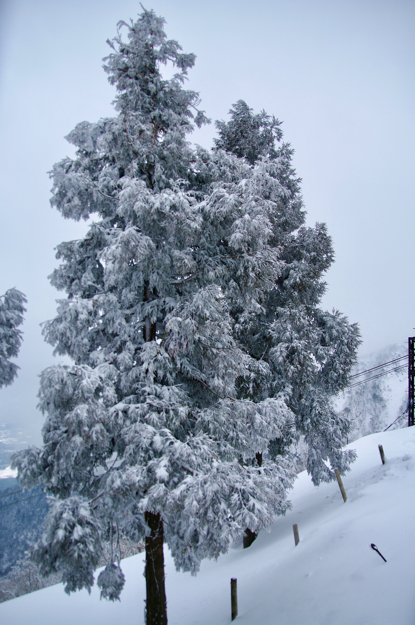 Pentax K20D sample photo. Iced ˜ photography