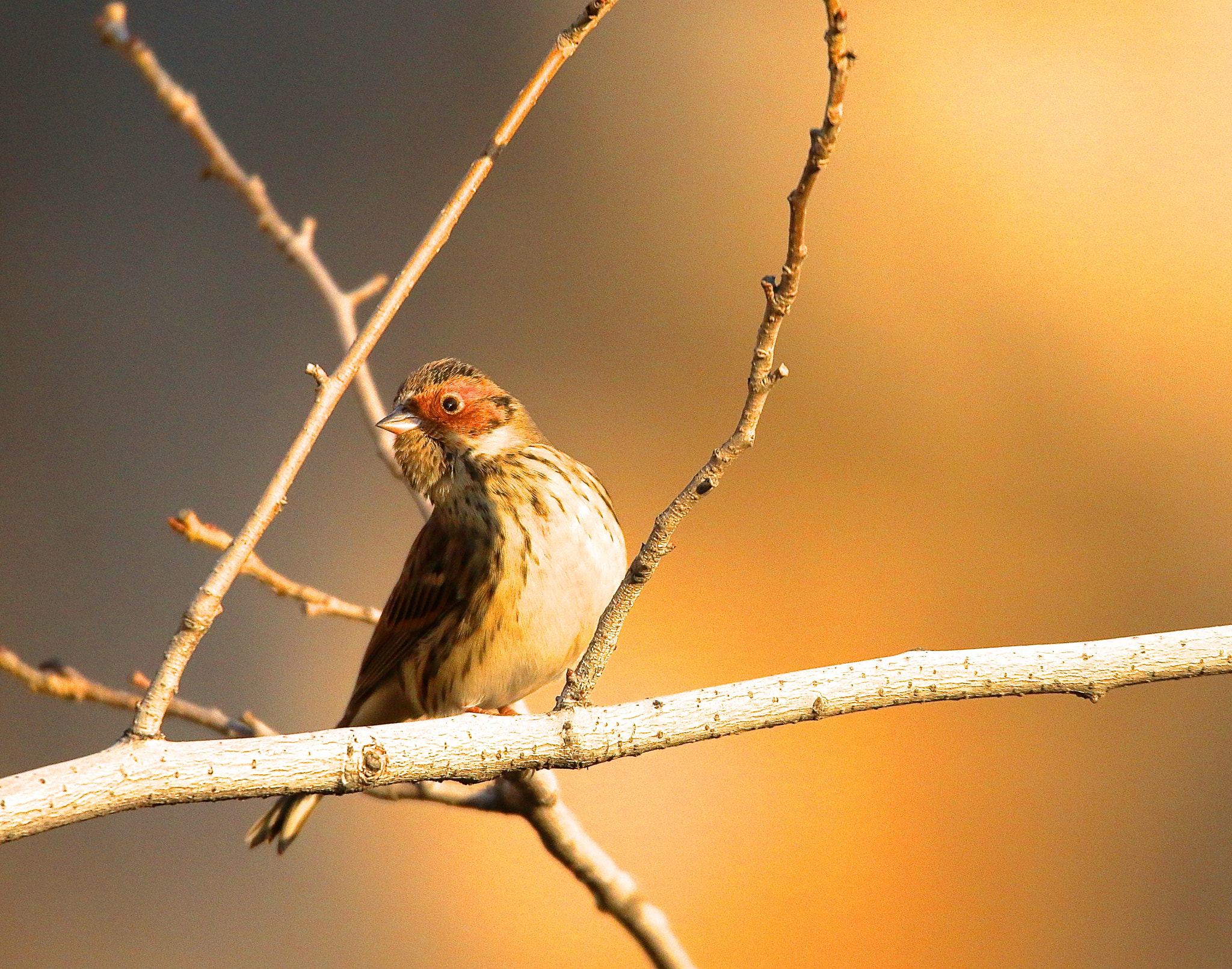 Sigma 150mm f/2.8 EX DG OS HSM APO Macro sample photo. The bird has a surprised expression photography