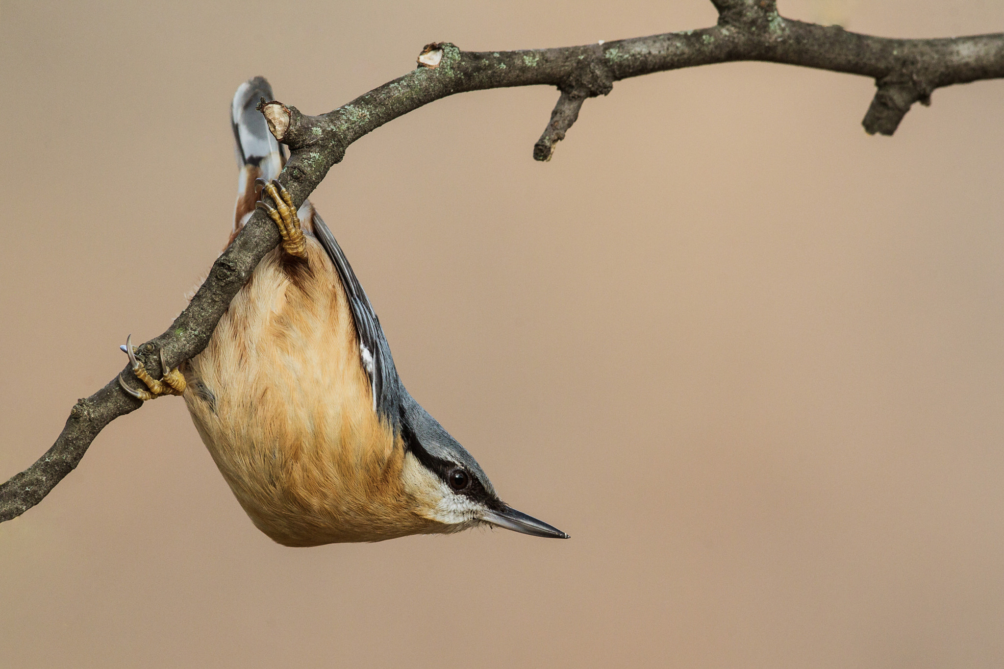 Canon EF 600mm f/4L IS sample photo. Eurasian nuthatch photography