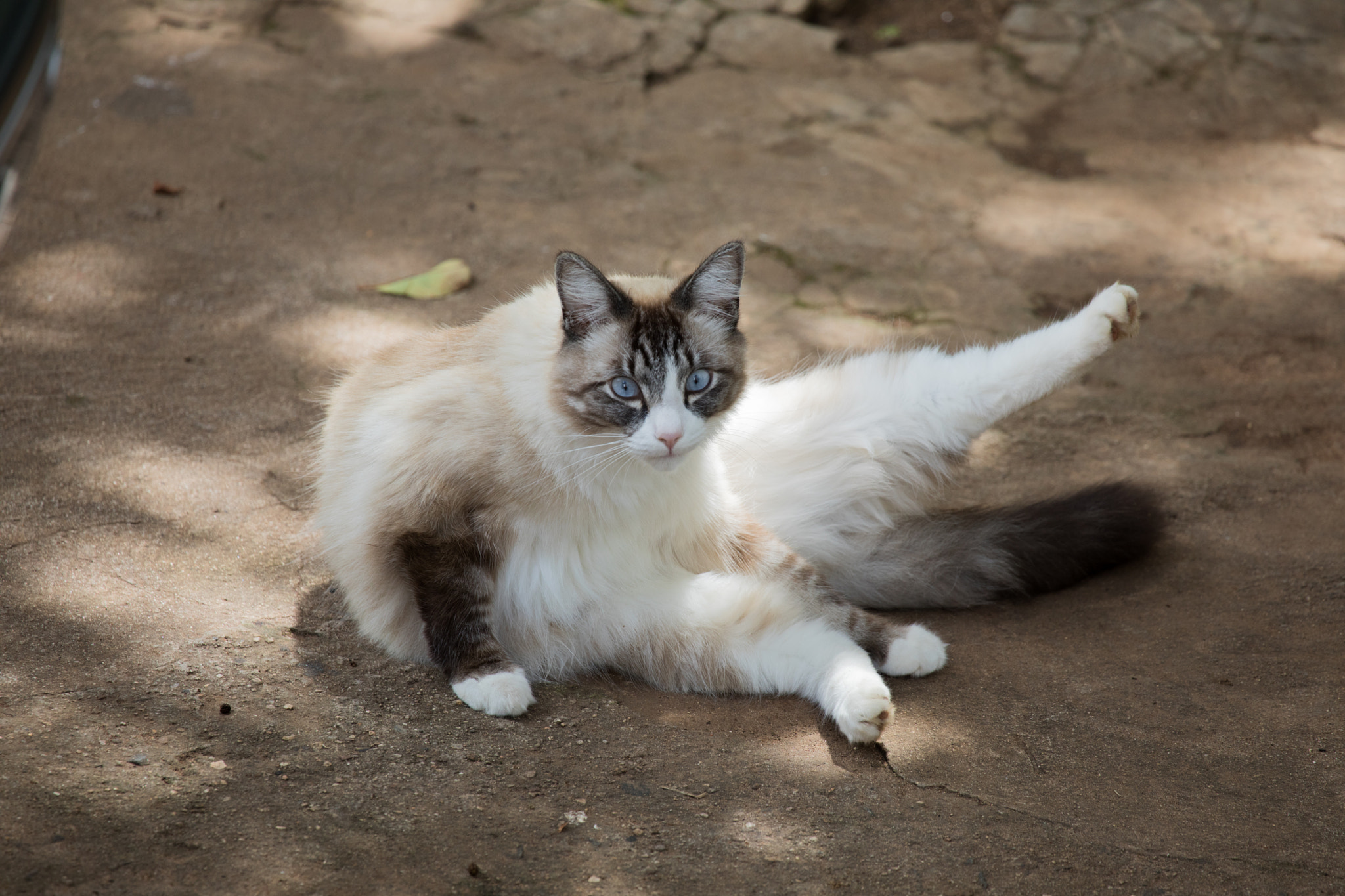 Canon EF 100-400mm F4.5-5.6L IS USM sample photo. A photography