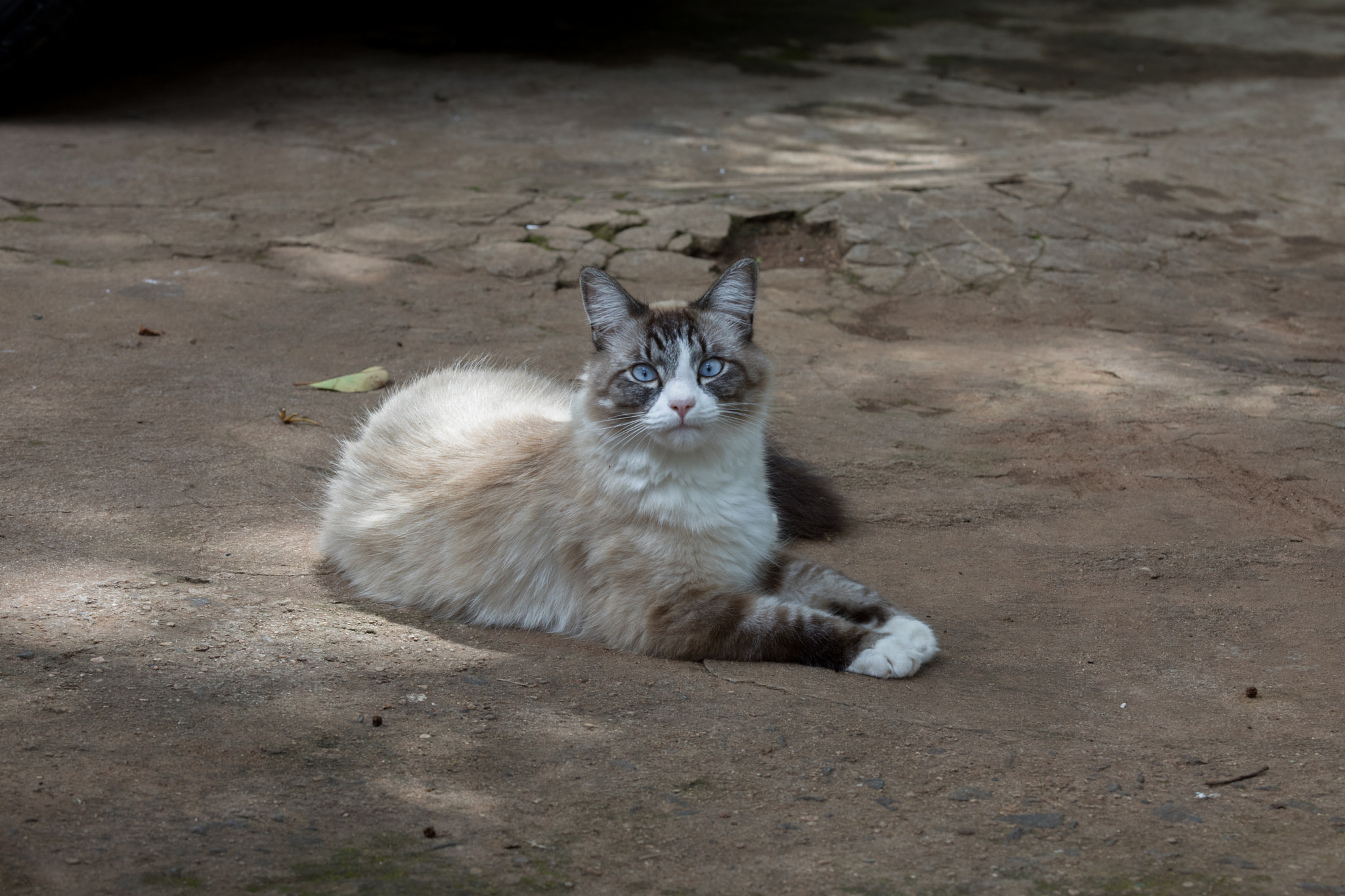 Canon EF 100-400mm F4.5-5.6L IS USM sample photo. A photography