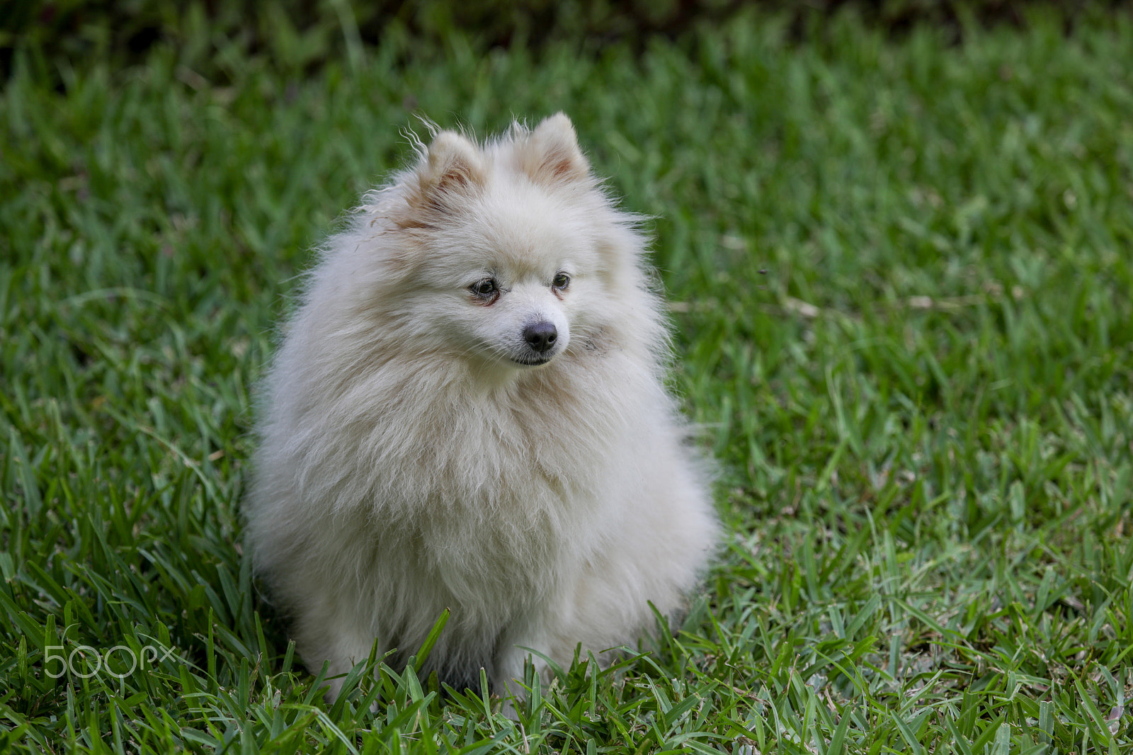 Canon EF 100-400mm F4.5-5.6L IS USM sample photo. Enzo photography