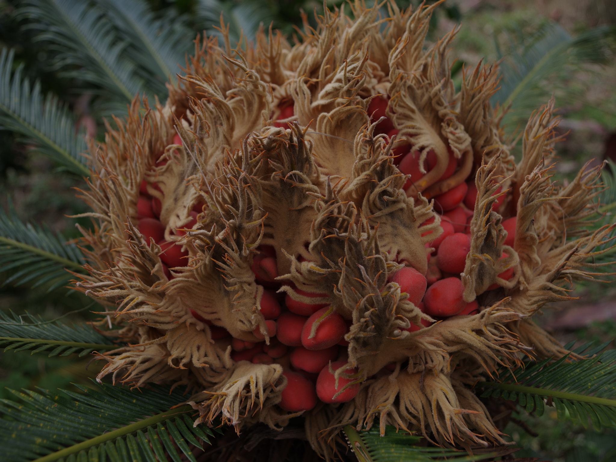 smc PENTAX-FA 645 33-55mm F4.5 AL sample photo. The fruit of cycas in one thousand photography